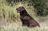 LABRADOR 733